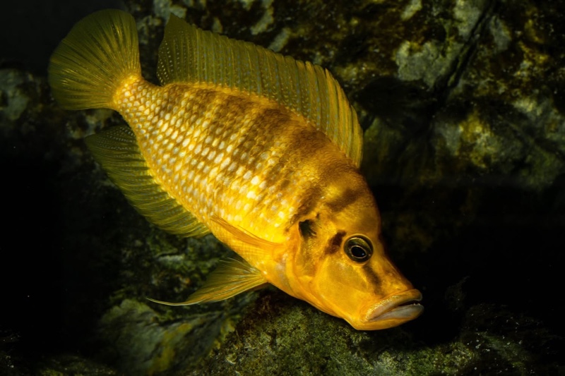 Altolamprologus compressiceps 'Kilima'